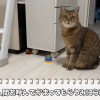 ベルの横で座っている猫