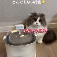 給水機の近くでお座りをしている猫