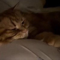 眠そうに横たわる猫