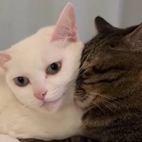 こゆきちゃんに顔をうずめるこむぎくん