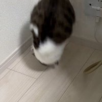 前転する猫