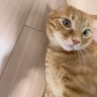 顔をあげる猫