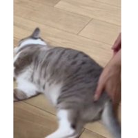 寝転がっている猫