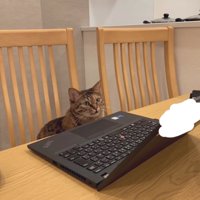パソコン前に座る猫