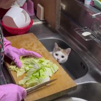 調理中のおばあちゃんと猫