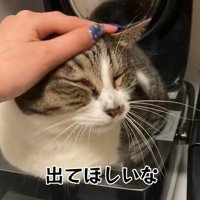 飼い主に撫でられて目を細める猫