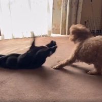 室内にいる猫と犬
