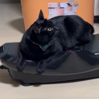 ブルブルマシンに乗る黒猫3