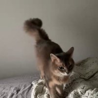 ベッドに乗る猫