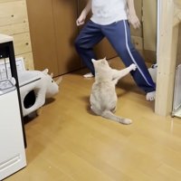 息子さんの左脚に右前足を伸ばす猫ちゃんの背中