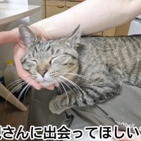 人のひざの上に乗る猫