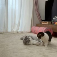 じゃれ合う2匹の猫