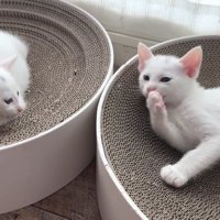 爪とぎの上に乗る子猫