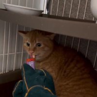 おやつを食べる猫