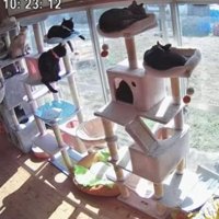 キャットタワーにいる猫たち