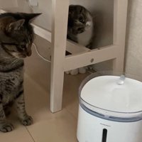 首を傾げる猫