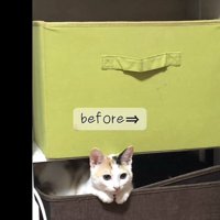 戸棚から顔を出す三毛猫