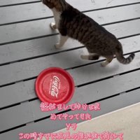 歩く猫