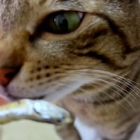 煮干しを見ている猫