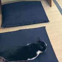 見つめる猫