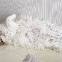 へそ天