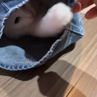 手を伸ばす猫