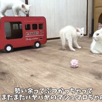 成猫に警戒して毛を逆立てる子猫