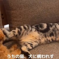 顔を蹴る猫