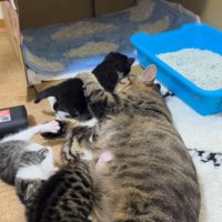 横になったアメルちゃんのお腹に集まる子猫たち