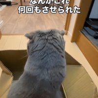 段ボールの中に座っている猫と段ボールを動かす飼い主の手