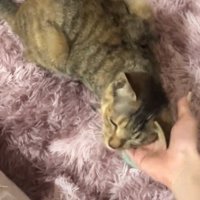 撫でられる猫