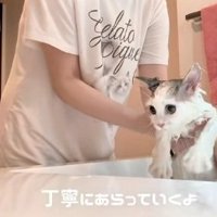 洗面台の水に入るマンチカンの子猫