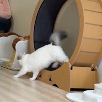 降りる猫