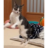 遊んでいる猫