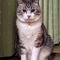 すわる成猫