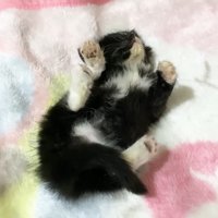 へそ天(上から)