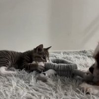 犬とおもちゃで遊ぶ子猫