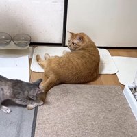 しっぽで遊ぶ子猫と遊ばせる猫