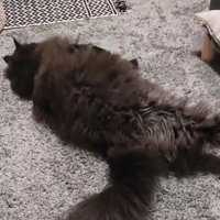 横になる猫