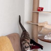 地面に降りる猫