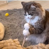 二足立ちしている猫