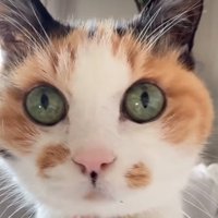 猫の顔ドアップ