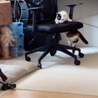 反対に移動する猫