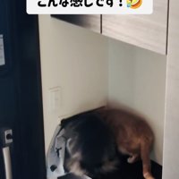 郵便受けに顔を突っ込むミックス猫と茶トラ猫