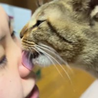 飼い主の顔を舐める猫