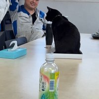 黒猫を見つめる男性