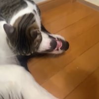 犬の口元と喉元を噛む猫