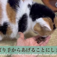 やっぱり手からあげる飼い主さん
