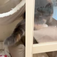 台に登る猫