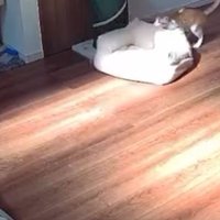 見守りカメラに映る猫